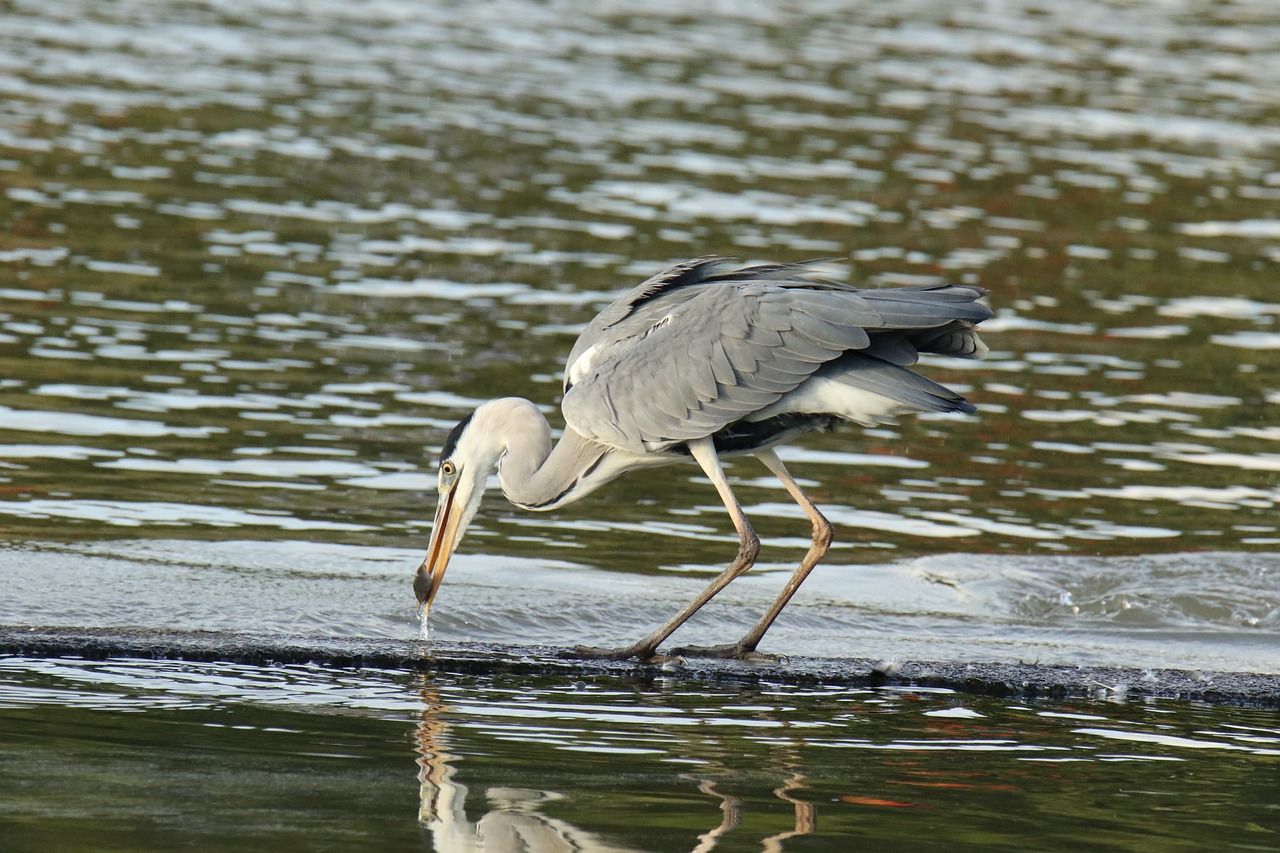 元寶鳳凰魚（元寶鳳凰魚吃小魚嗎） 元寶鳳凰魚百科 第3張