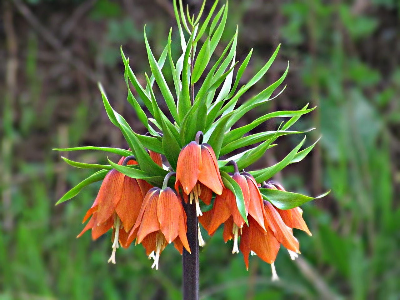 植物墻設(shè)計(jì)用什么軟件好（Botany和Plant Science） 廣州景觀設(shè)計(jì) 第2張