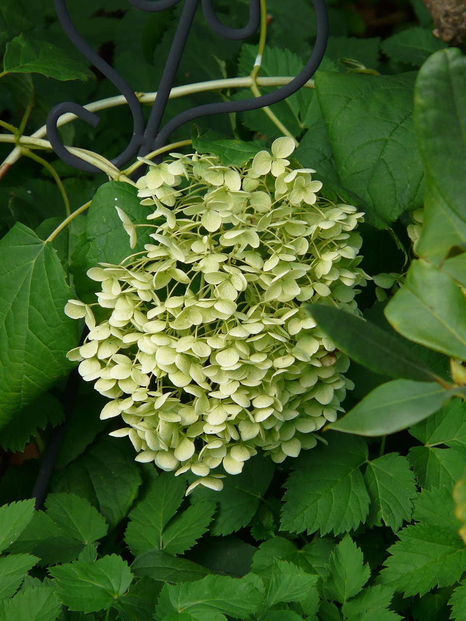 廣州仿真植物花藝（室內(nèi)仿真花草有哪些） 廣州景觀設(shè)計 第2張