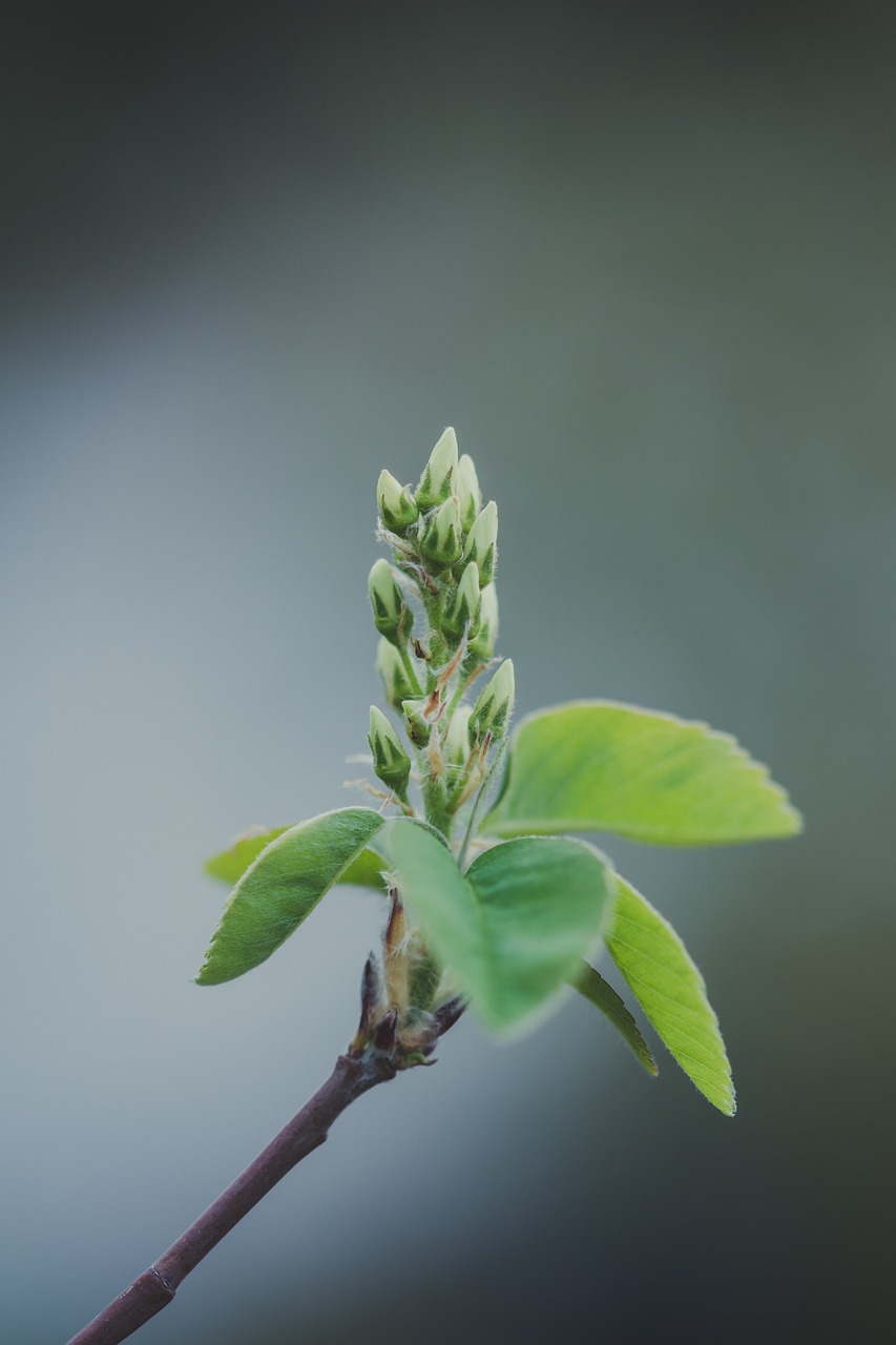 廣州仿真植物花藝（室內(nèi)仿真花草有哪些） 廣州景觀設(shè)計 第4張