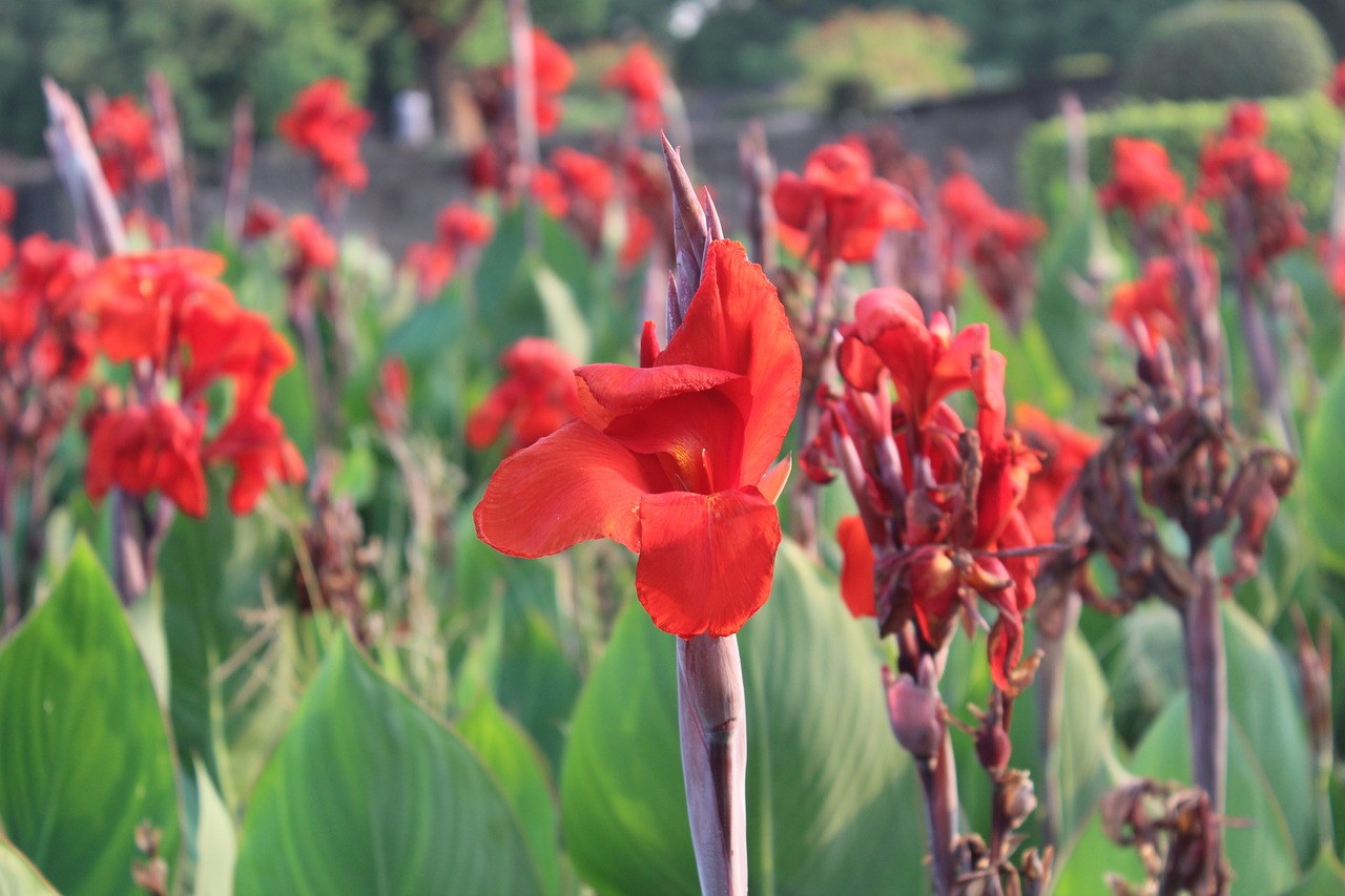 濟南水族批發(fā)市場有幾家分店在哪里?。嫌袔讉€花卉大集） 觀賞魚水族批發(fā)市場 第2張