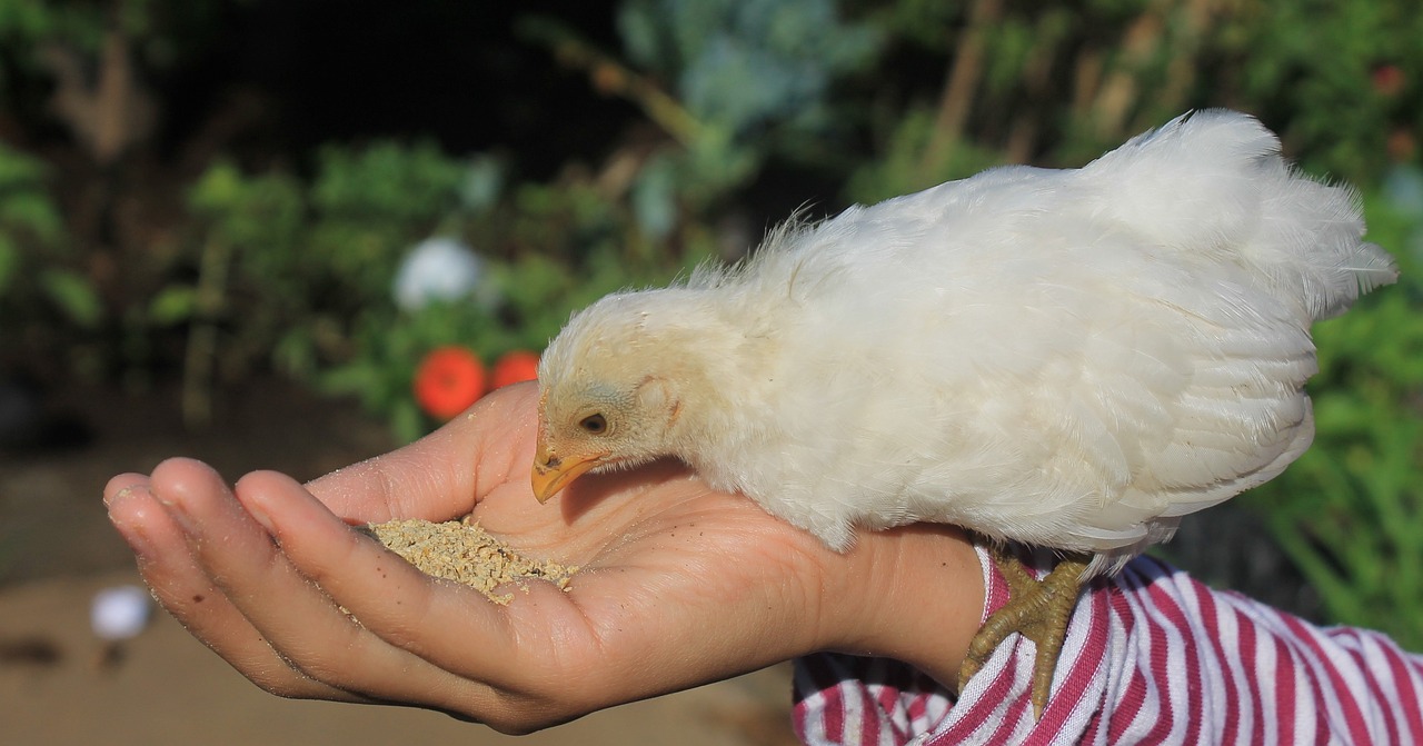 斗魚沒飼料喂什么（斗魚怎么喂食飼料） 月光鴨嘴魚苗 第1張