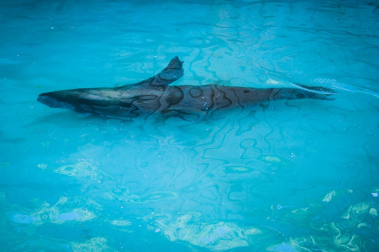 揭陽水族館(揭陽水立方水族館有什么)