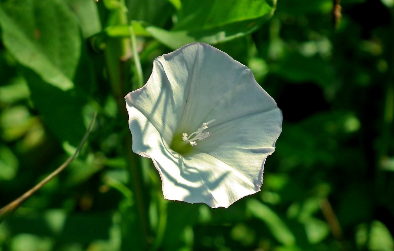 北京花卉市場批發(fā)價格(北京哪里有花卉市場批發(fā)) 白子銀版魚苗 第1張