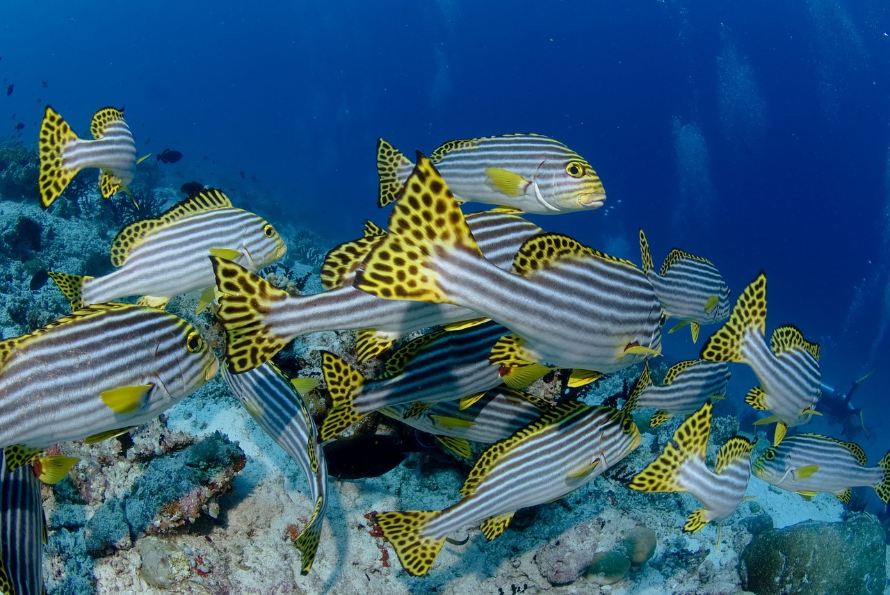 魚(yú)缸花鰱魚(yú)怎么養(yǎng)好(花鰱魚(yú)在魚(yú)缸怎么養(yǎng)) 玫瑰銀版魚(yú) 第2張