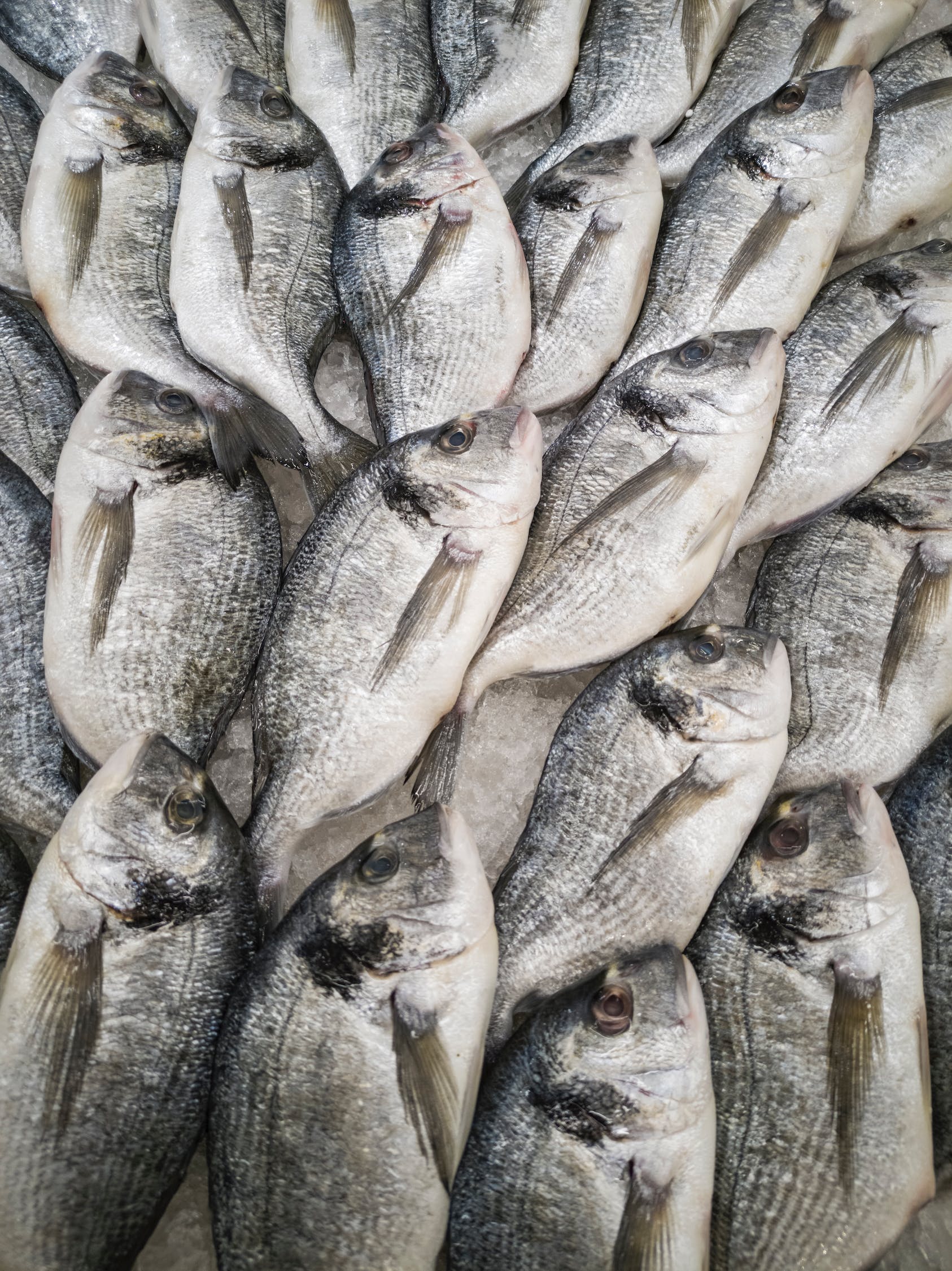 雷龍魚跳缸后燒鰭怎么辦(雷龍魚愛跳缸怎么辦) 玫瑰銀版魚 第3張