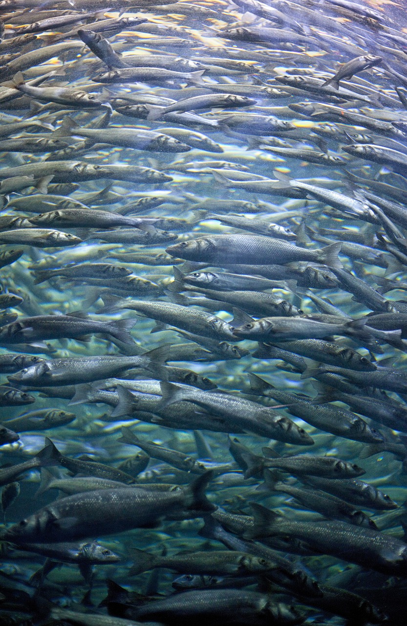 海鮮魚池魚缸設計圖片大全大圖（海鮮池效果圖設計）