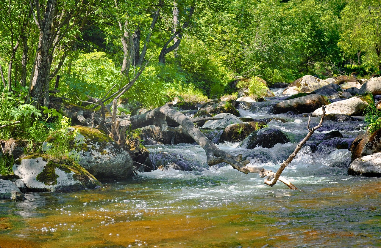 風(fēng)水魚缸造景圖片大全集圖（菖蒲可以用于水族箱造景嗎） 魚缸風(fēng)水 第1張