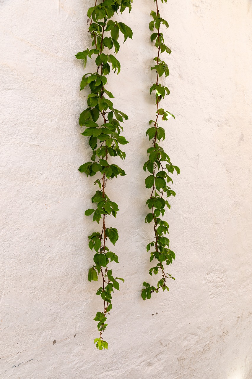 植物墻的植物種類（植物樹(shù)藤的名稱有哪些） 廣州景觀設(shè)計(jì) 第2張