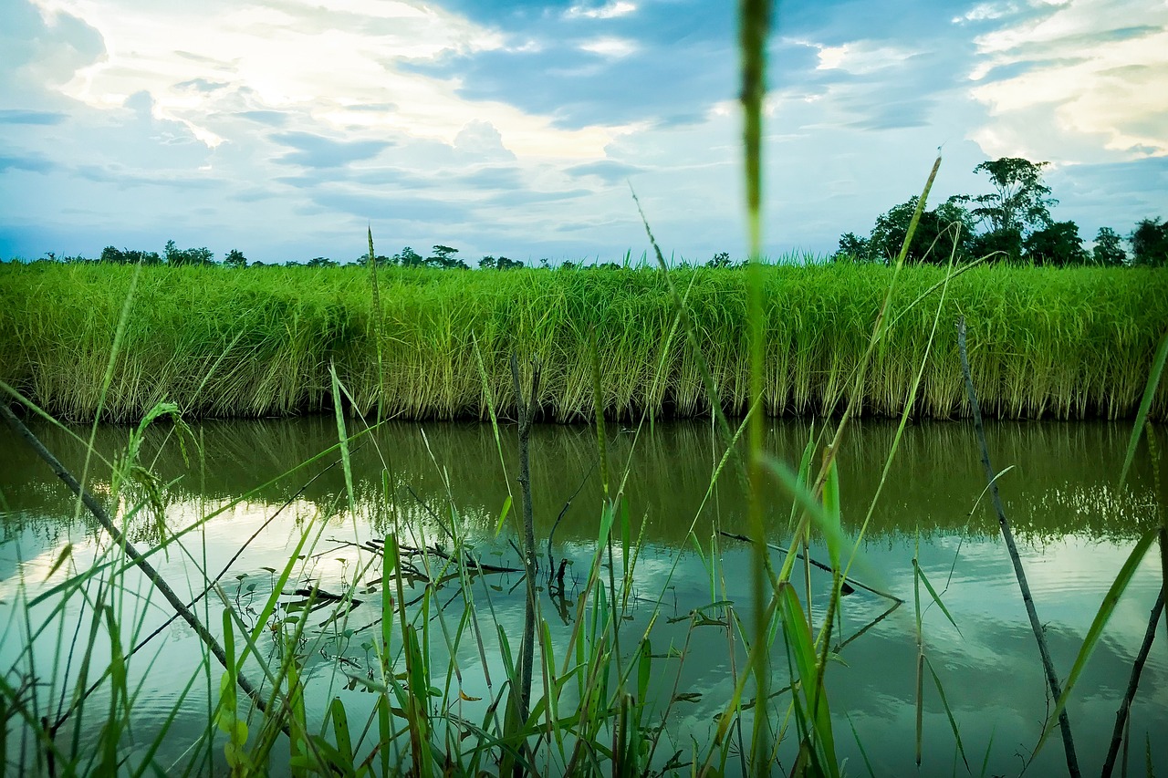 一米的魚缸怎么造景（1米乘30厘米草缸造什么景好看） 廣州景觀設(shè)計 第2張