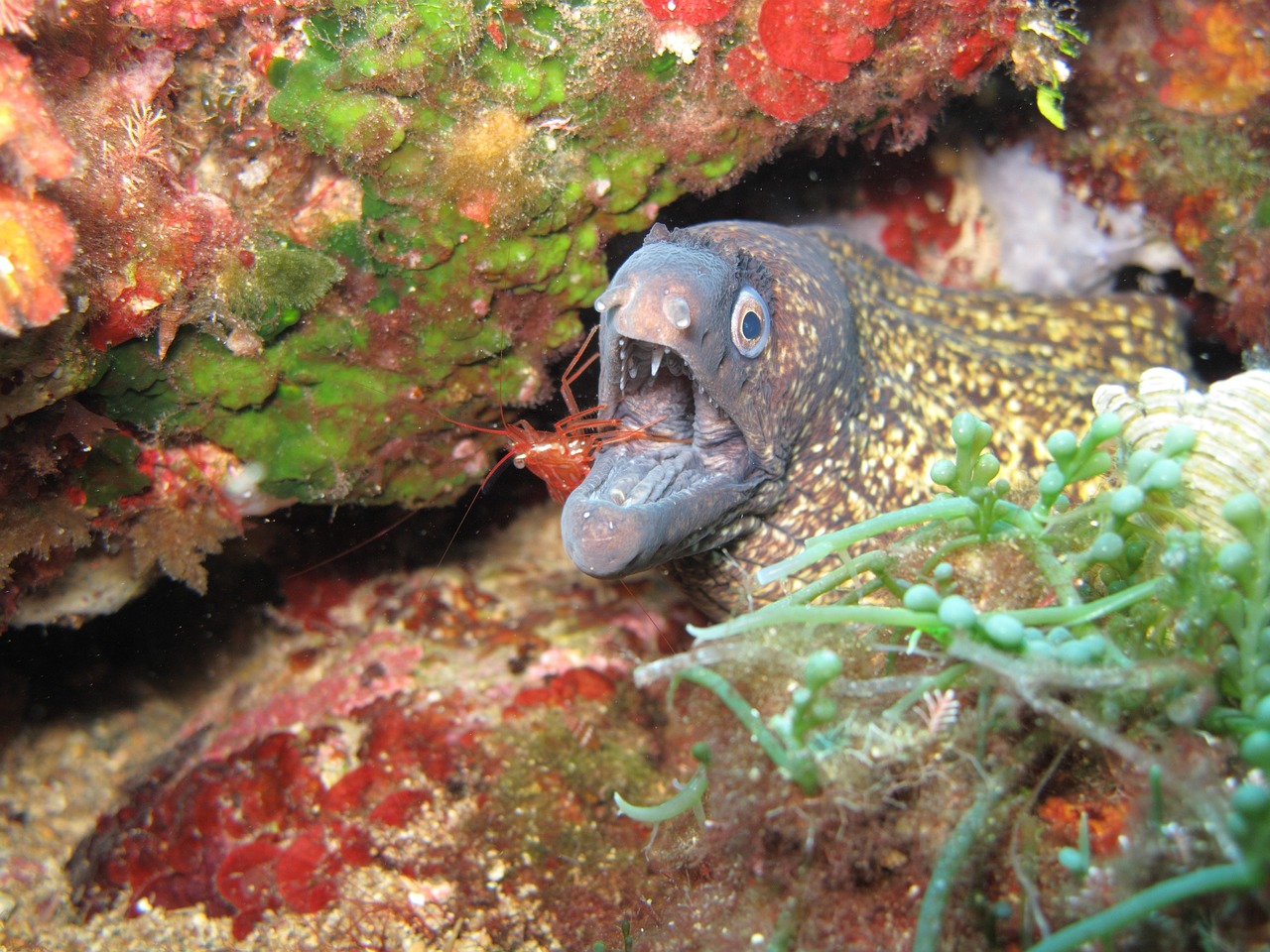 魚(yú)缸有魚(yú)怎么清洗魚(yú)缸內(nèi)部水垢（魚(yú)缸里面的水垢怎么清除） 魚(yú)缸百科 第2張