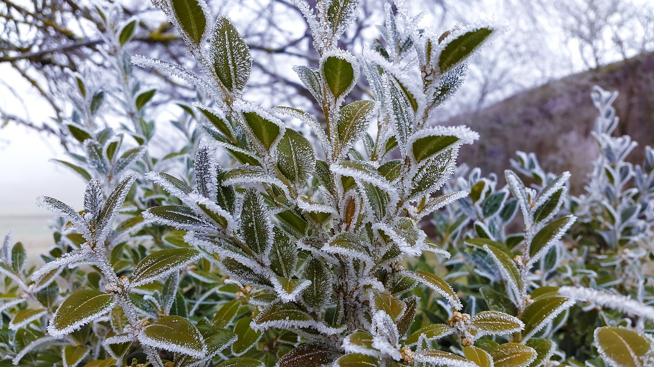 戶外景觀造型圖片大全集（適合，室外，的，觀葉，植物，有，哪些）