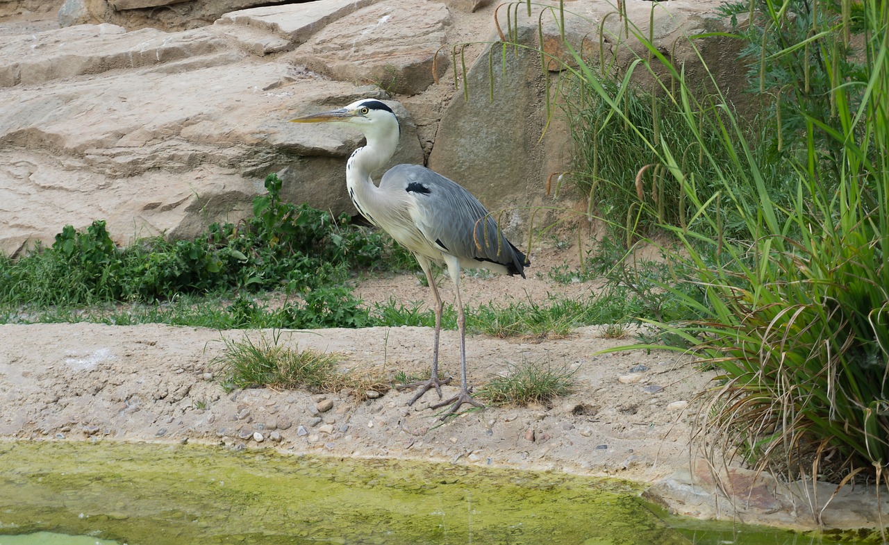 銀龍魚(yú)會(huì)變金色嗎為什么（銀龍魚(yú)和金龍魚(yú)哪個(gè)厲害） 銀龍魚(yú) 第2張