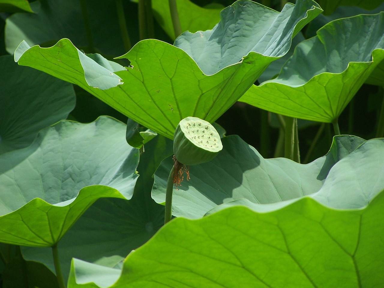 魚(yú)缸怎樣清理魚(yú)屎和糞便：魚(yú)缸怎么清理魚(yú)屎