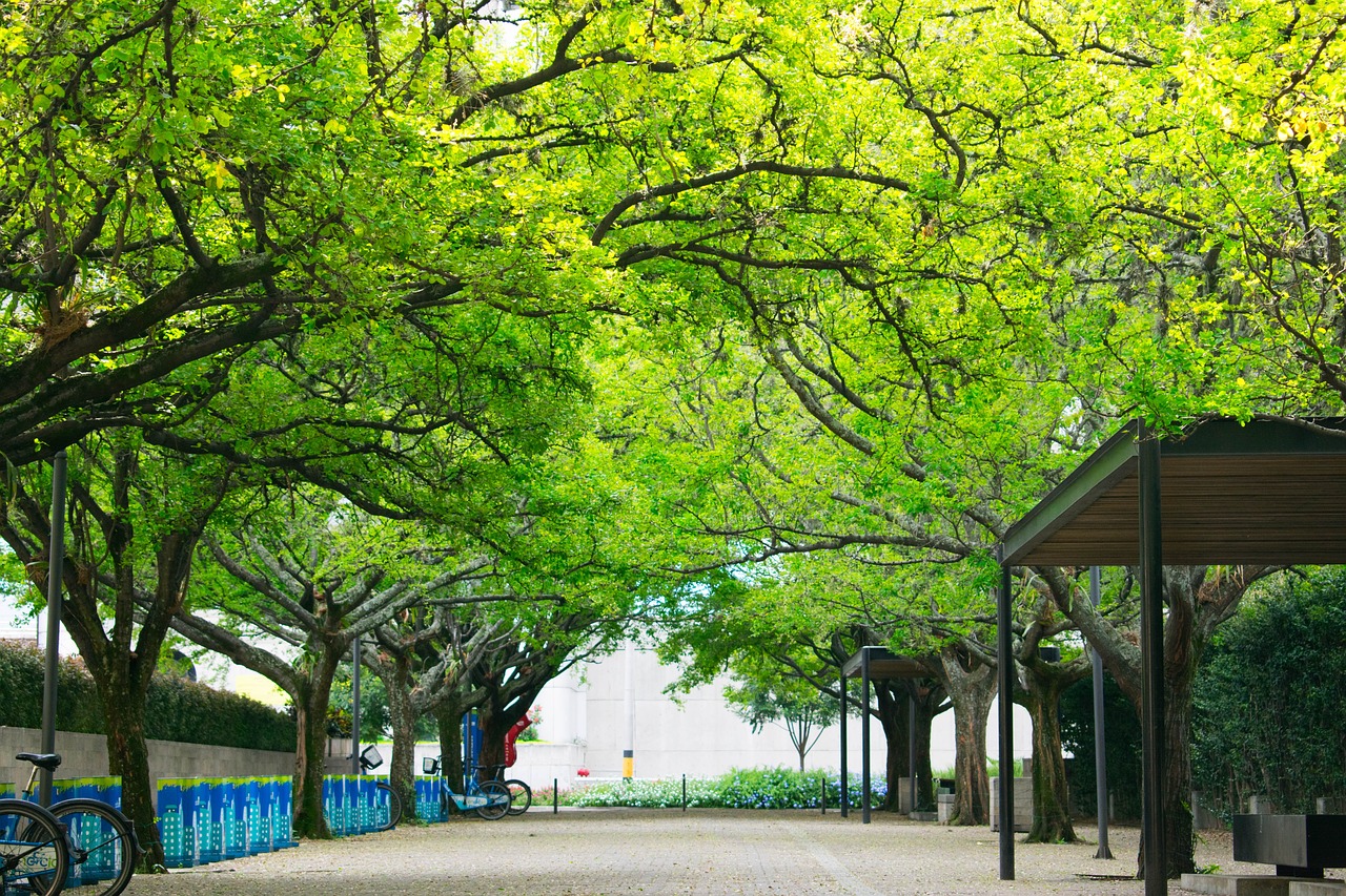 景觀設計排名大學排名（十大排名景觀樹） 廣州景觀設計 第2張