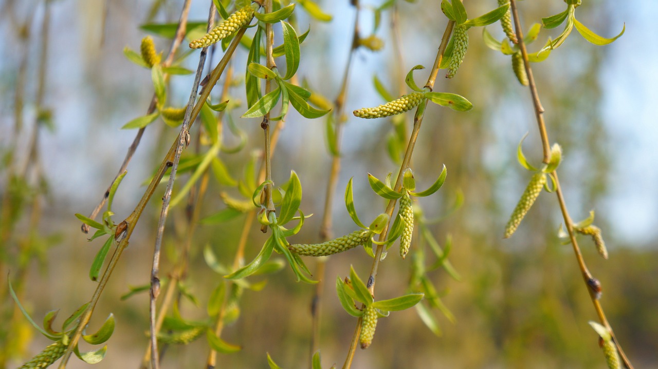 廣州仿真植物批發(fā)（廣州適合種植什么植物啊）