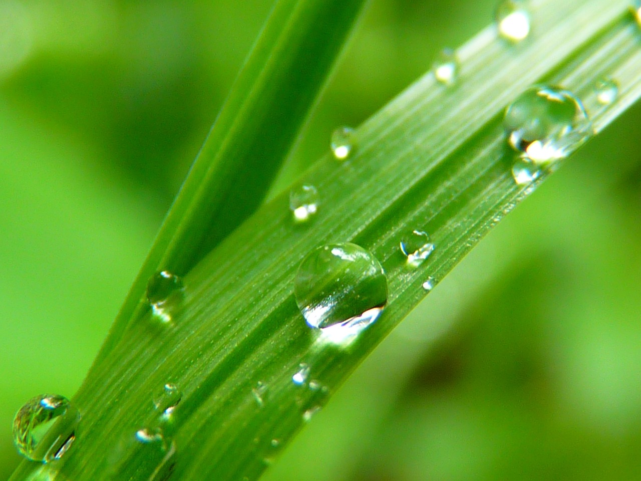 魚缸有水霉病怎么消毒（魚缸水霉菌怎消除） 魚缸百科 第2張