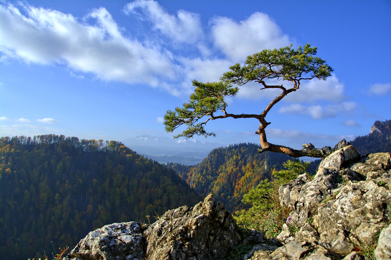 魚缸造景松皮石和青龍石哪個(gè)好用（什么石頭造景好） 廣州景觀設(shè)計(jì) 第1張