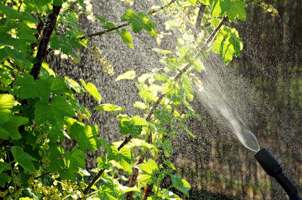 魚缸植物造景放水嗎視頻（果樹枝條放水里儲存可以嗎） 廣州景觀設(shè)計(jì) 第3張