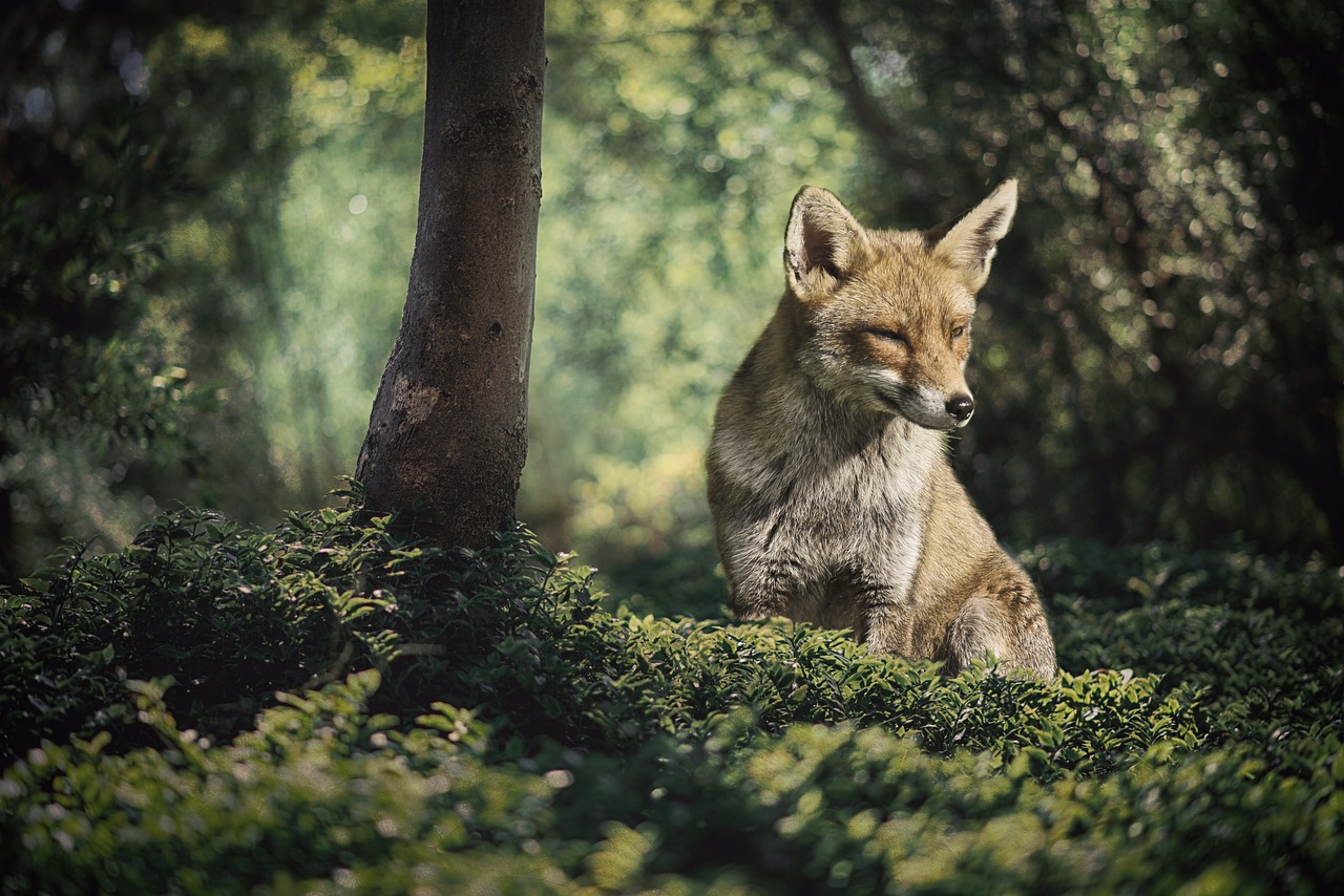 豬鼻龜一級保護動物圖片大全集視頻(豬鼻龜二級保護)