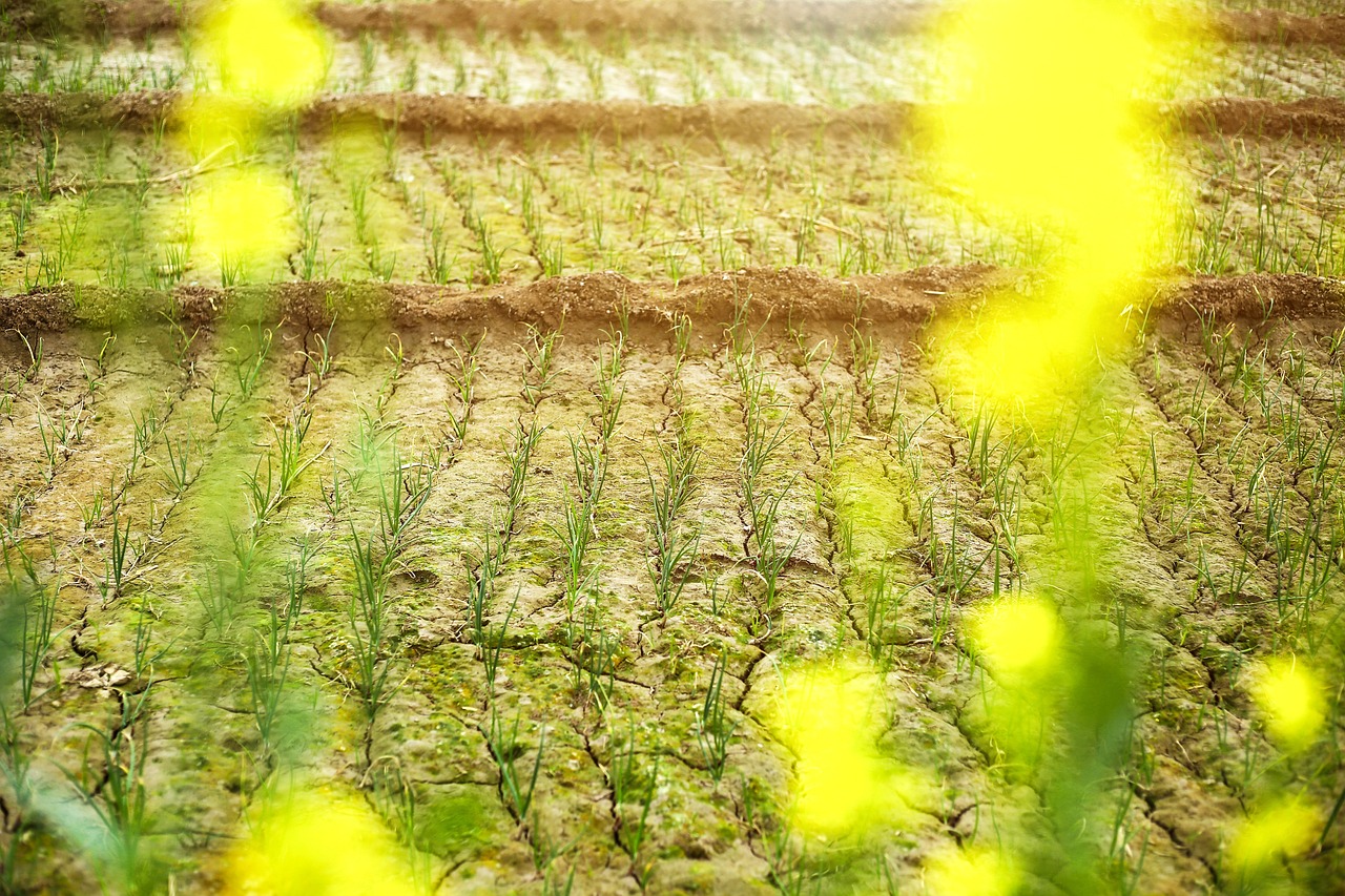 雨花石對魚缸水質(zhì)的影響(雨花石對魚缸水質(zhì)的影響大嗎) 藍底過背金龍魚 第1張