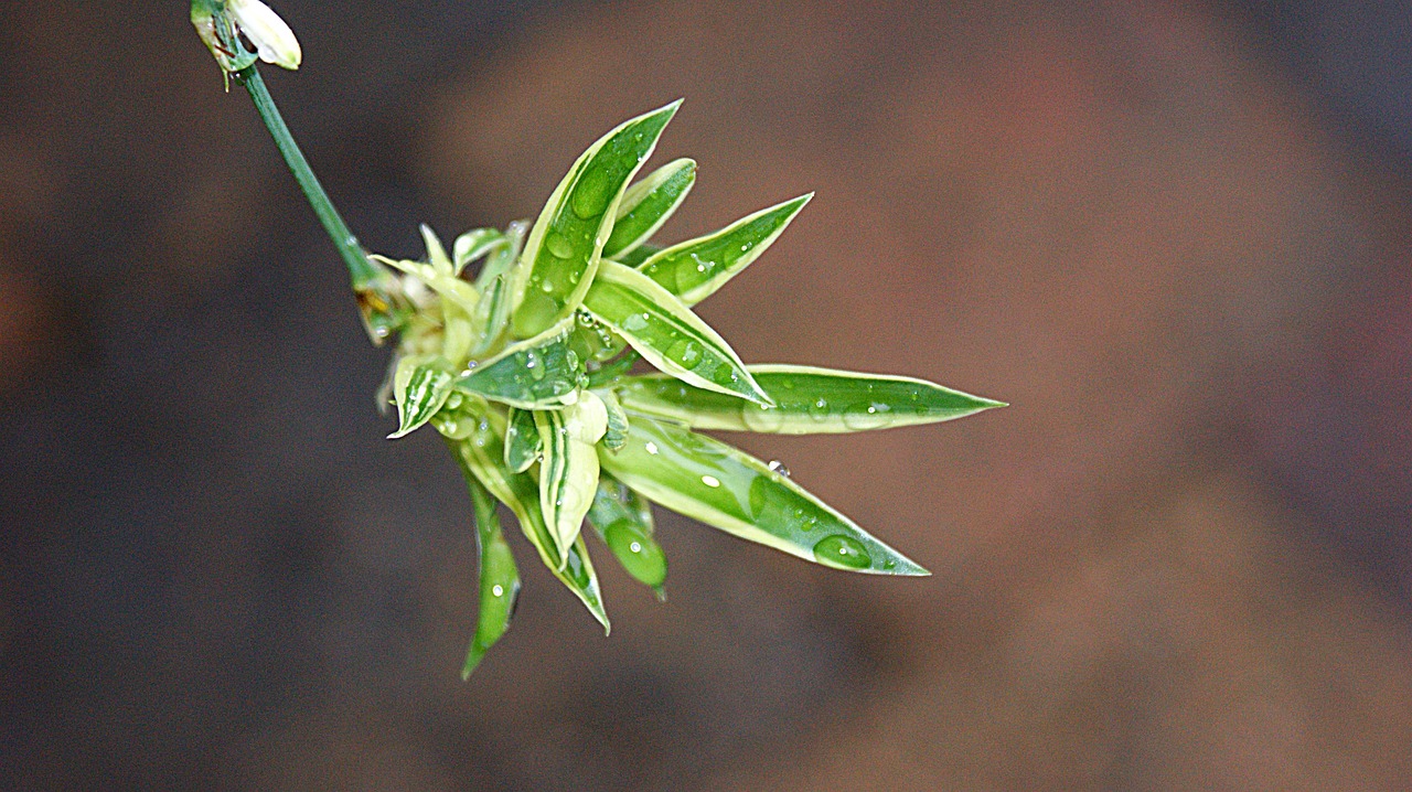 植物墻方案（仿真植物墻安裝過程是怎樣的） 廣州景觀設(shè)計 第3張