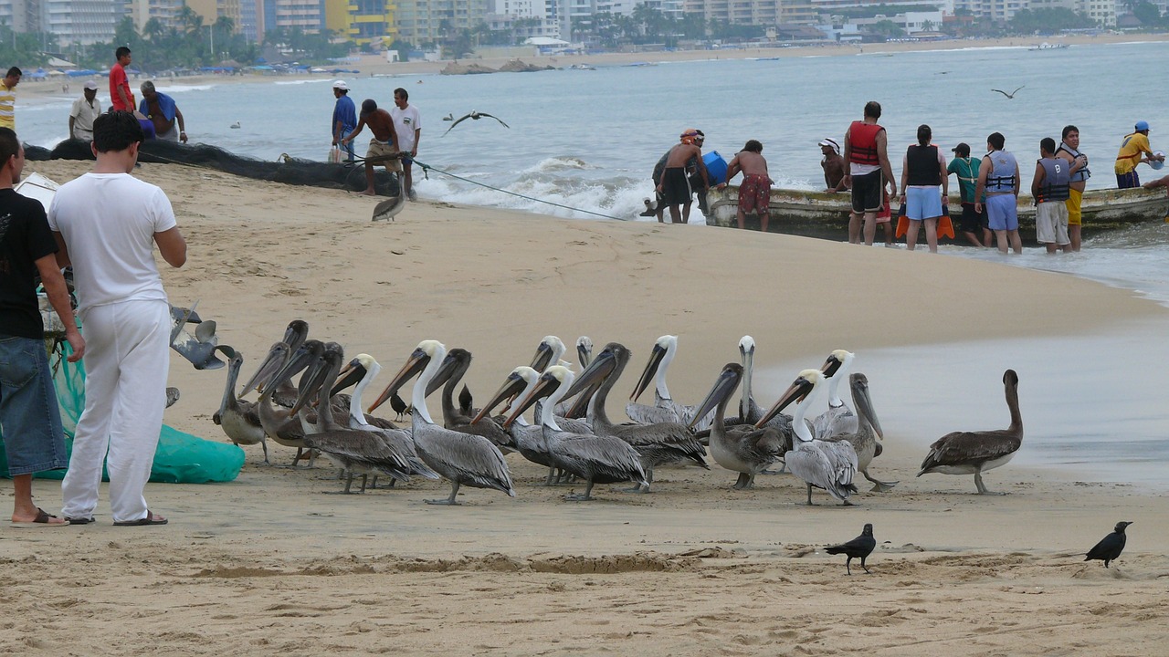 養(yǎng)龍魚配什么魚最好，龍魚可以與什么魚混養(yǎng) 養(yǎng)魚的好處 第2張