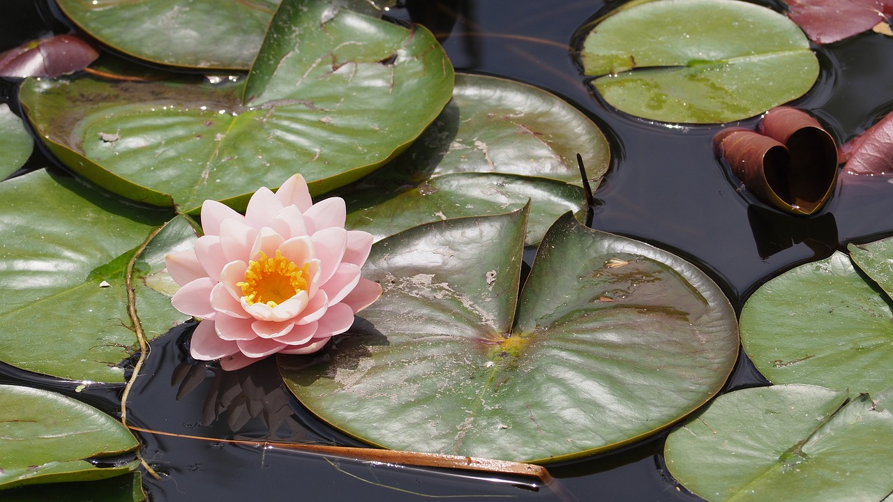 東莞市樟木頭百合鮮花水族店 全國水族館企業(yè)名錄 第1張