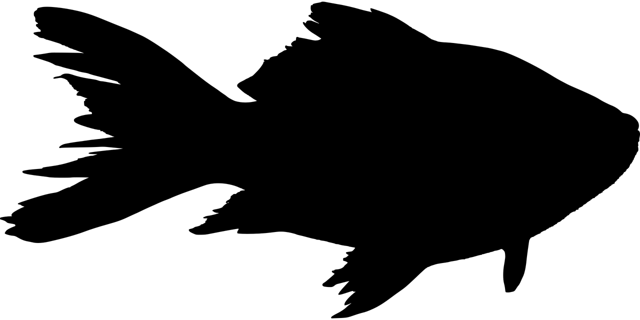 黑桃a魚(yú)好養(yǎng)嗎黑桃a魚(yú)養(yǎng)幾條好(黑桃A魚(yú)好養(yǎng)嗎)（黑桃a魚(yú)能繁殖魚(yú)嗎）