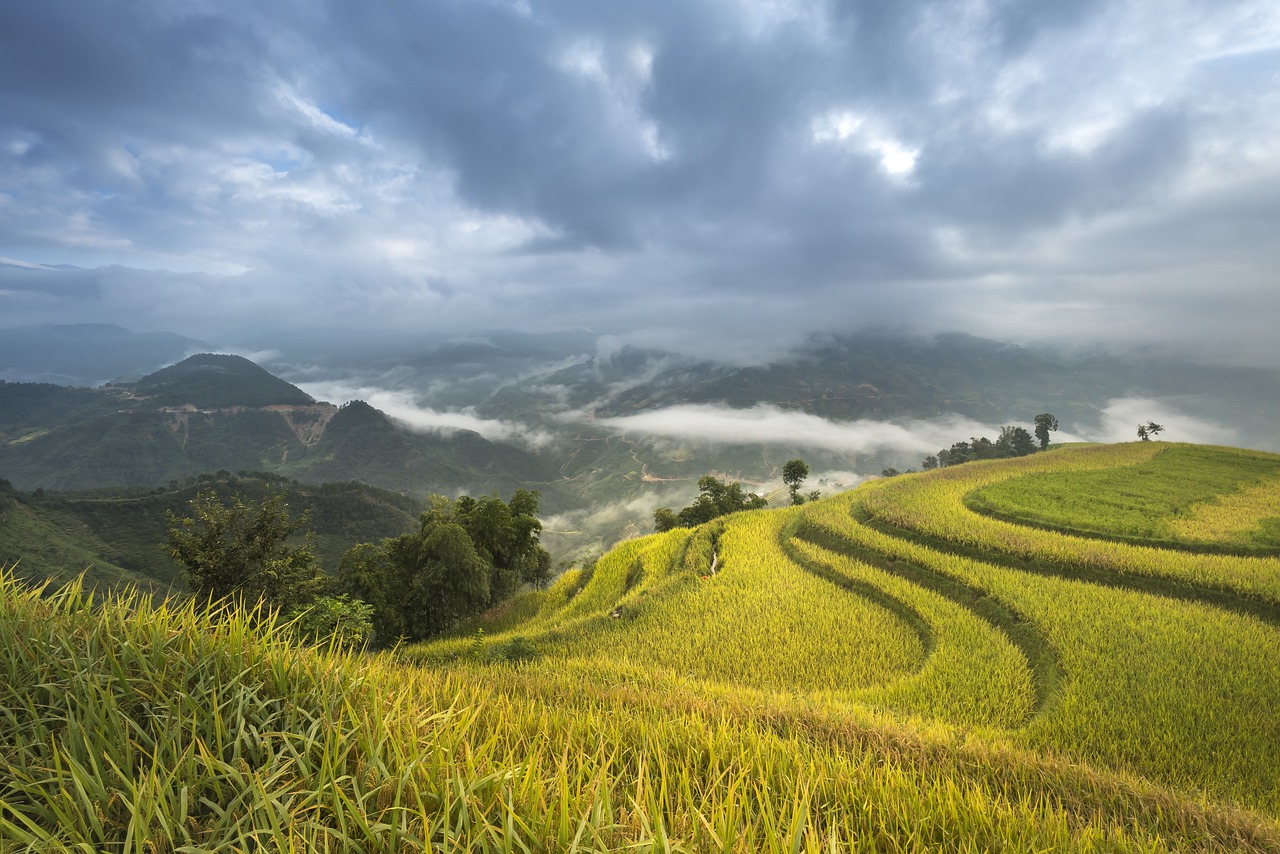 12米青龍石造景