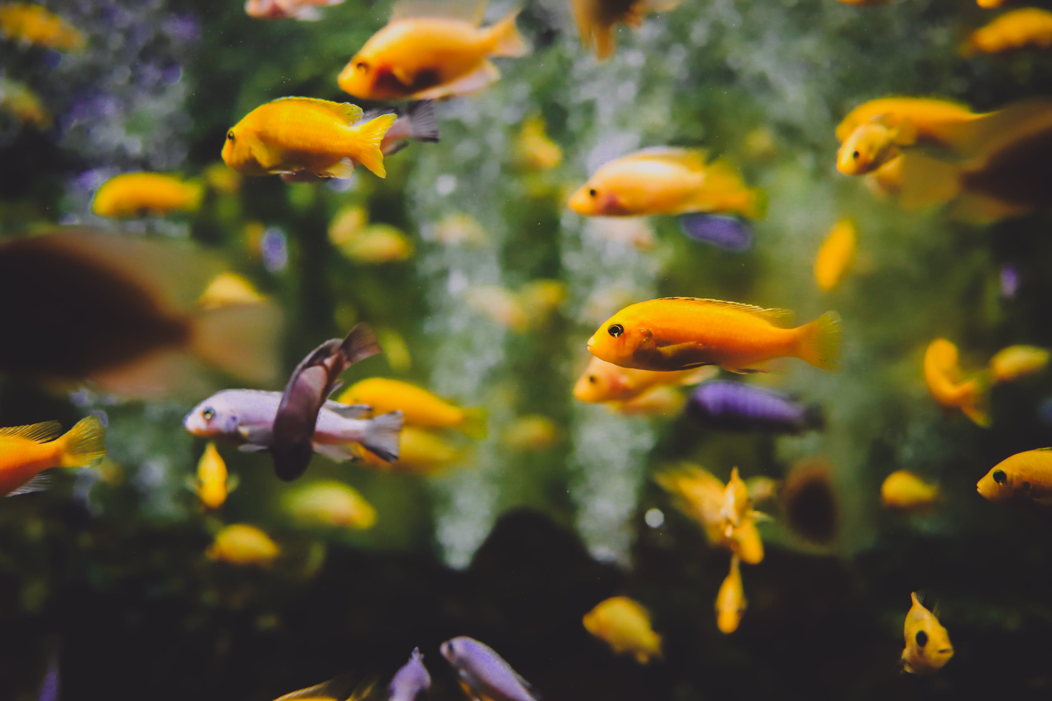 博爾塔拉蒙古自治州水族館最后兩個(gè)名額 金龍福龍魚(yú) 第3張