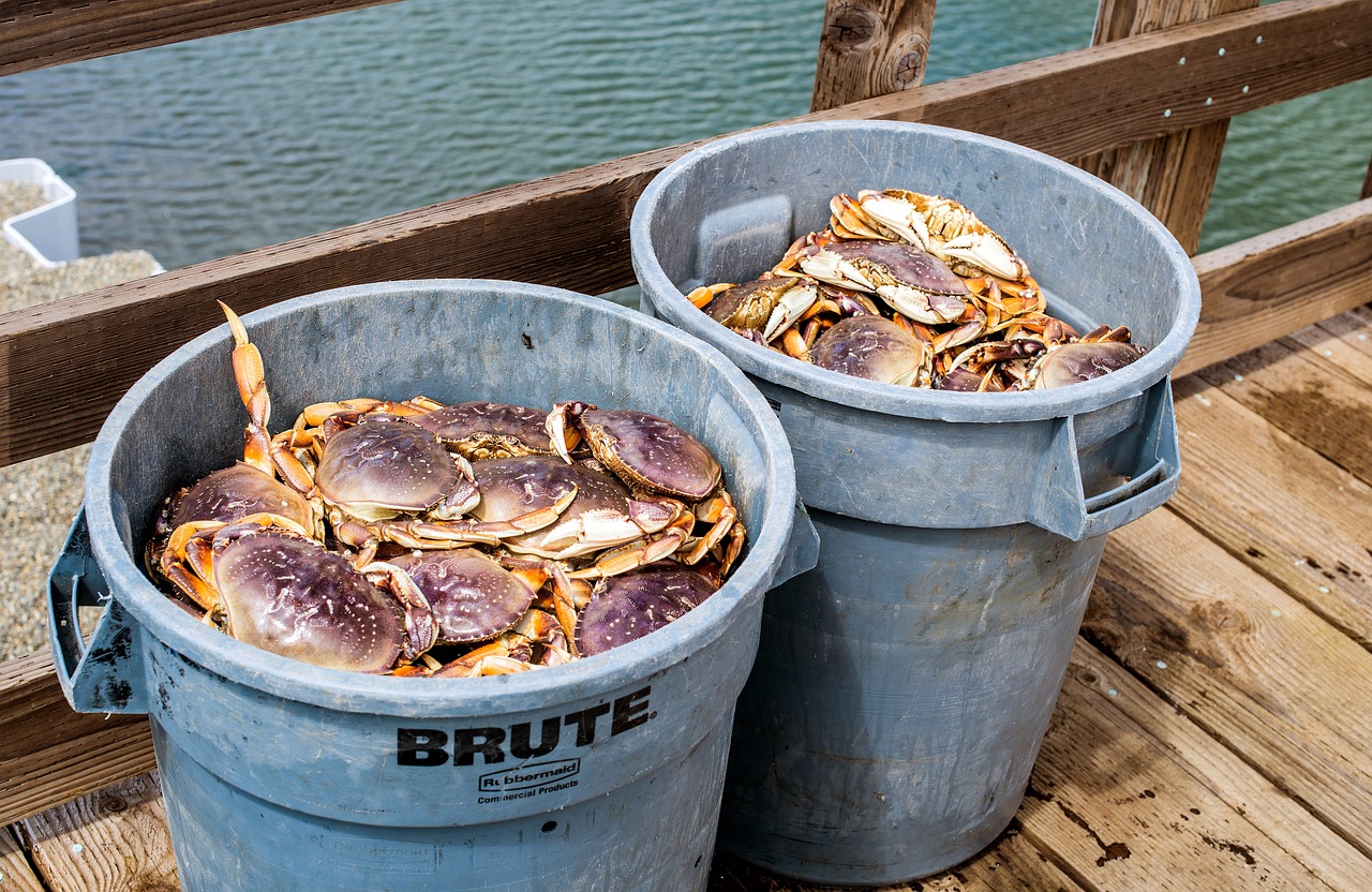 魚(yú)缸養(yǎng)黑魚(yú)需要打氧氣嗎（養(yǎng)黑魚(yú)用打氧氣嗎） 充氧泵 第2張