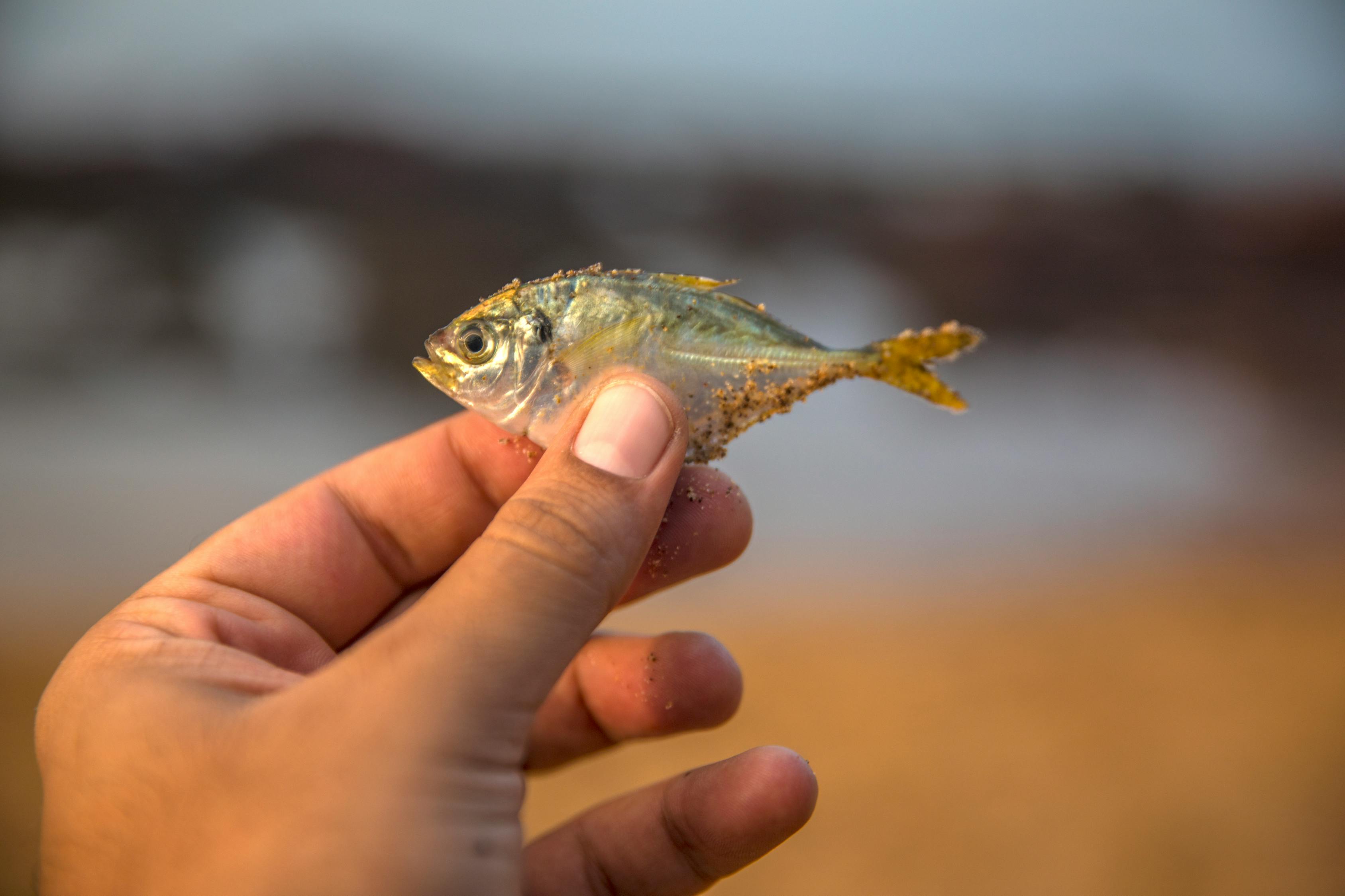 甘南州水族館愉快的周末 細(xì)線銀板魚苗 第3張