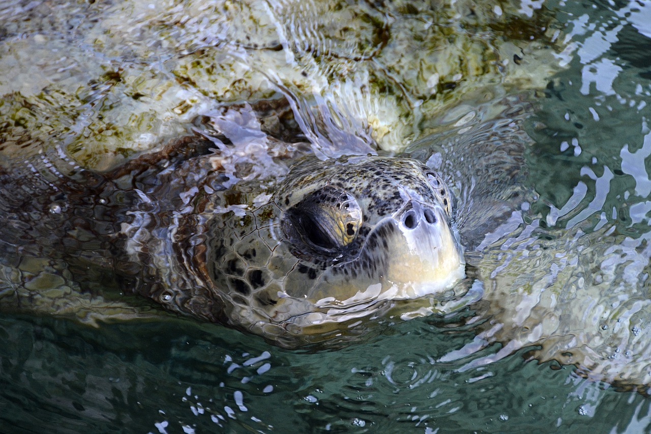 如何讓魚(yú)缸不長(zhǎng)綠藻(怎么讓魚(yú)缸長(zhǎng)綠藻) 紅老虎魚(yú) 第2張