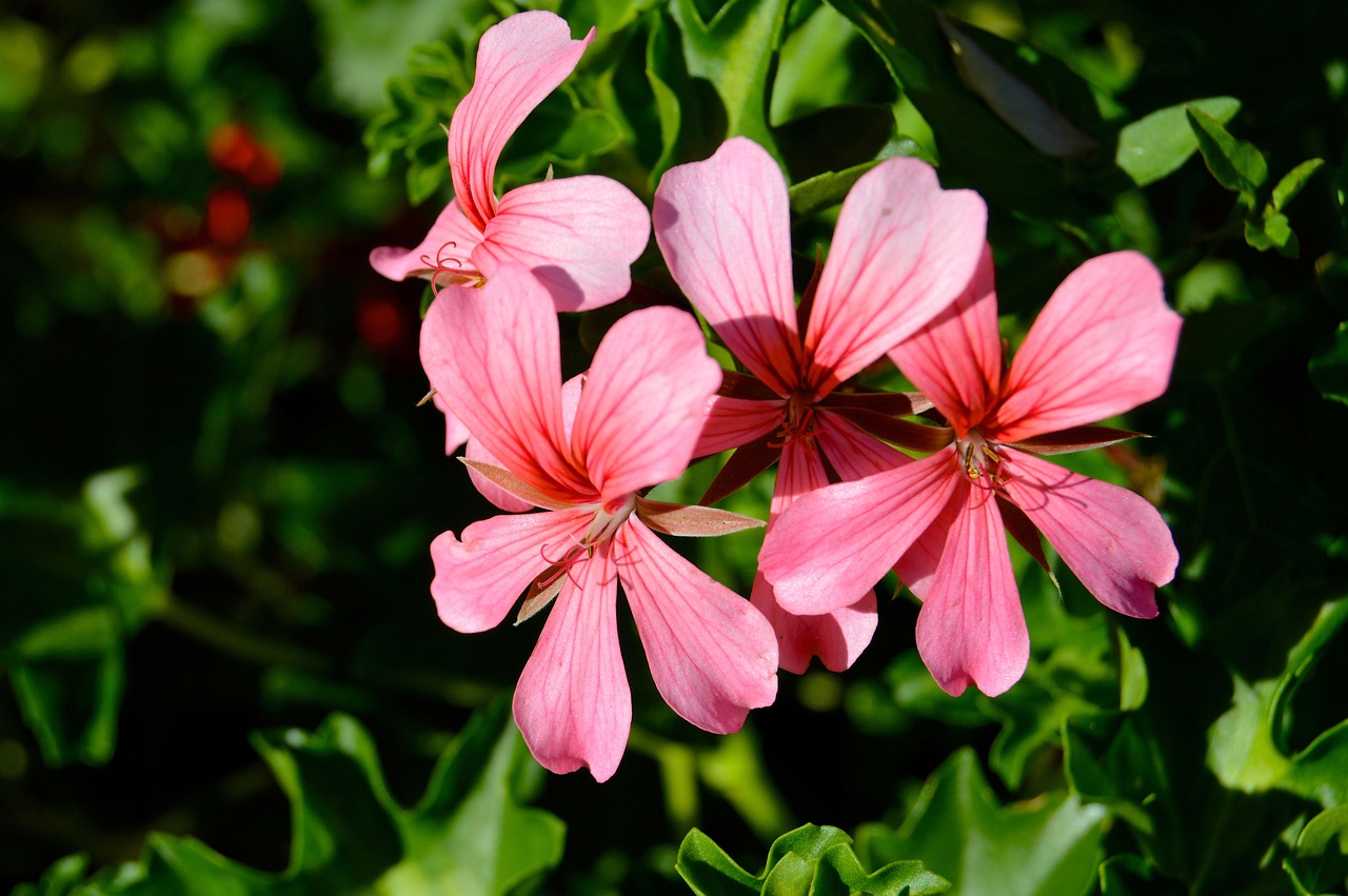 芳村花卉批發(fā)市場(chǎng)時(shí)間:芳村花卉市場(chǎng)營(yíng)業(yè)時(shí)間 斯維尼關(guān)刀魚 第2張