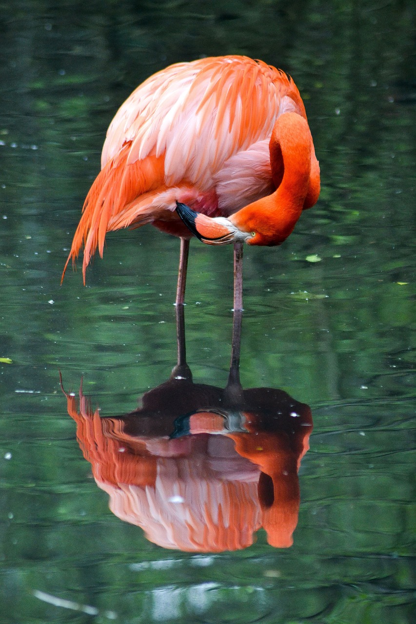 魚(yú)缸里的白石頭變黃了怎么辦（魚(yú)缸里的白石頭長(zhǎng)黃斑） 圣菲埃及魚(yú) 第2張