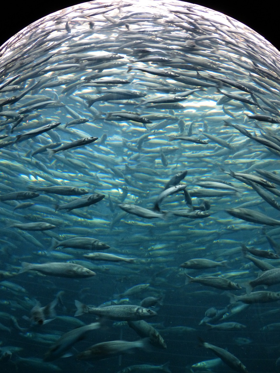 咸陽觀賞魚水族館在哪兒呀（咸陽哪里有水族市場） 養(yǎng)魚知識 第2張