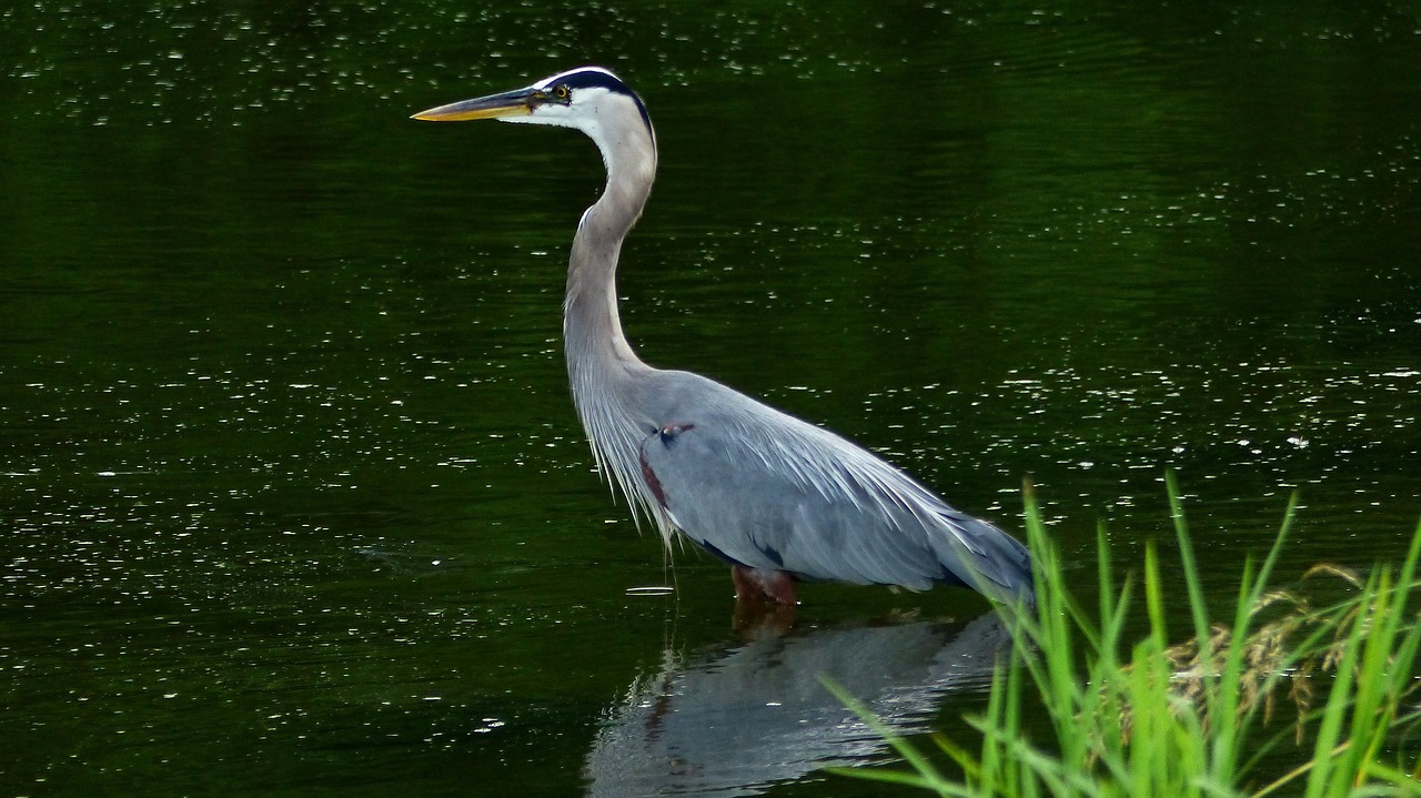 銀龍魚(yú)嘴巴爛了沉底怎么辦?。ㄣy龍魚(yú)身體潰爛怎么辦） 銀龍魚(yú) 第3張