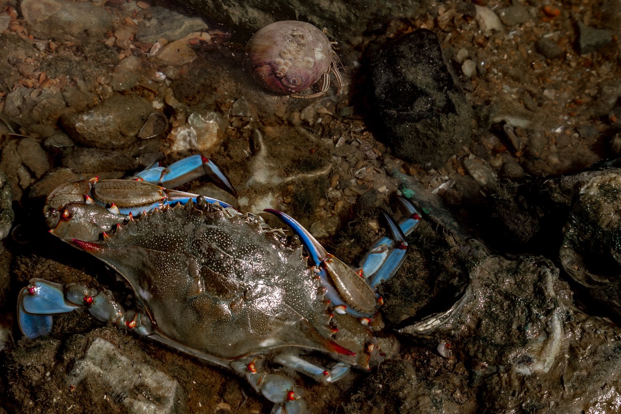 魚缸鯉魚怎么喂養(yǎng)食物(鯉魚要怎么喂食) 錦鯉池魚池建設(shè) 第2張