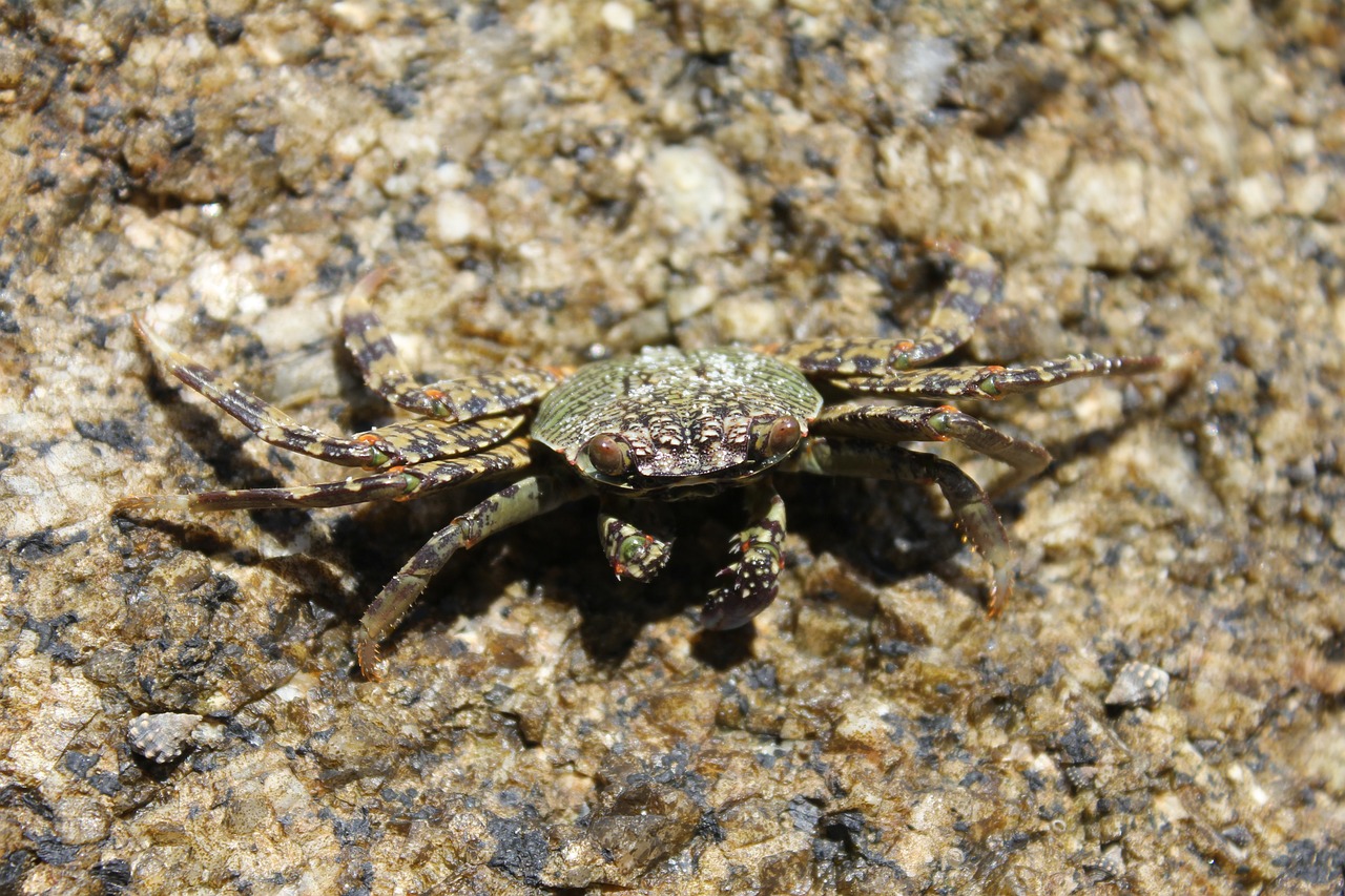 花老虎魚、花老虎魚、泰國虎魚、泰國虎魚、泰國虎魚