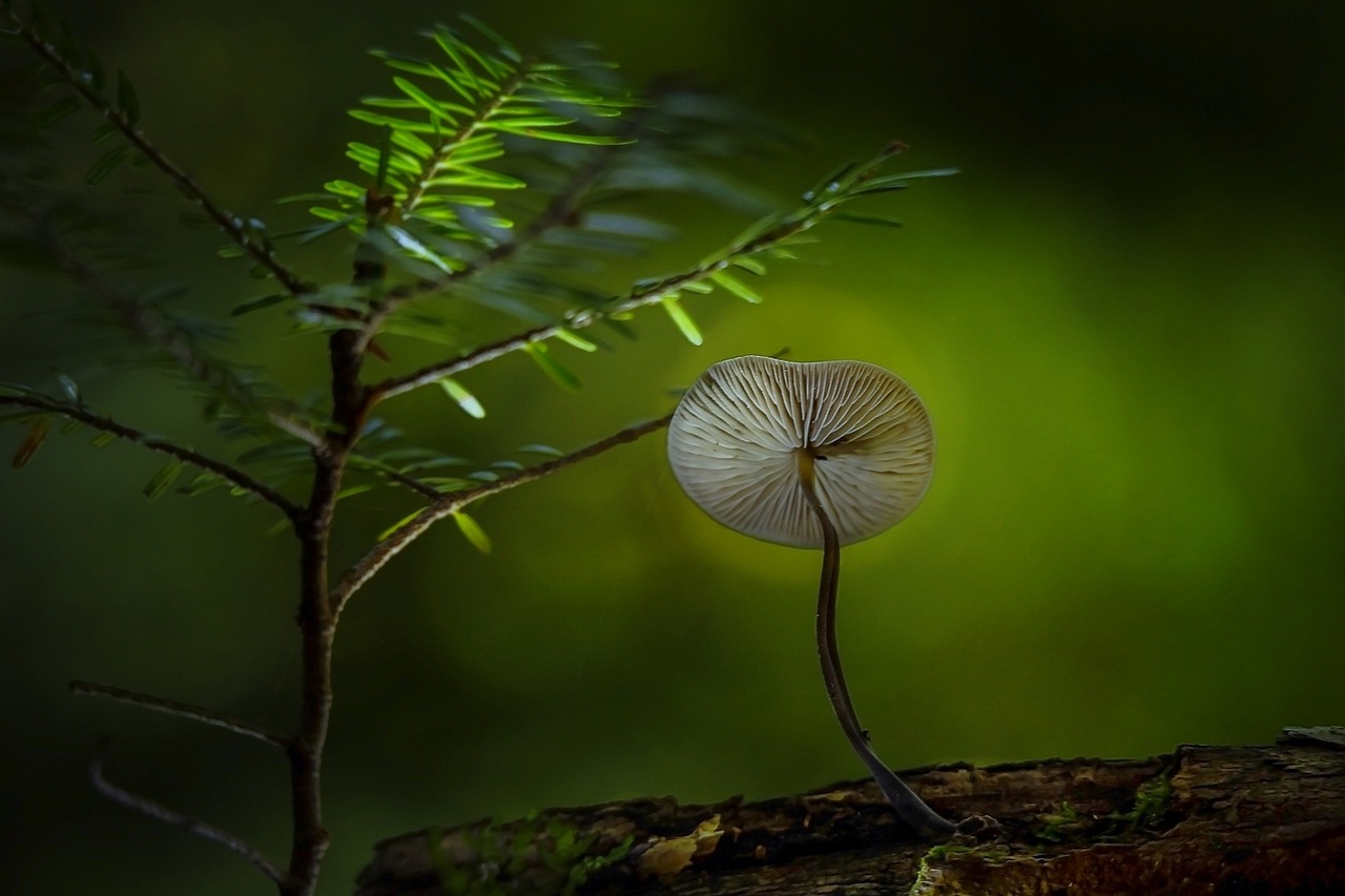 魚缸長綠苔是好還是不好(魚缸里生綠苔好嗎)