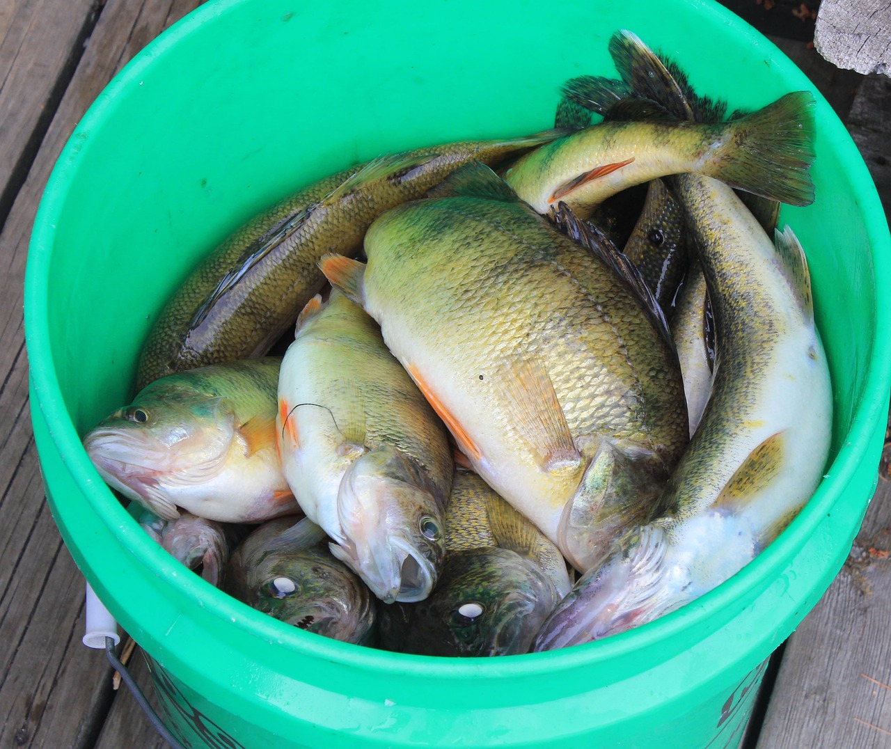 雷龍魚喂什么魚(雷龍魚喂食什么) 飛鳳魚苗 第2張