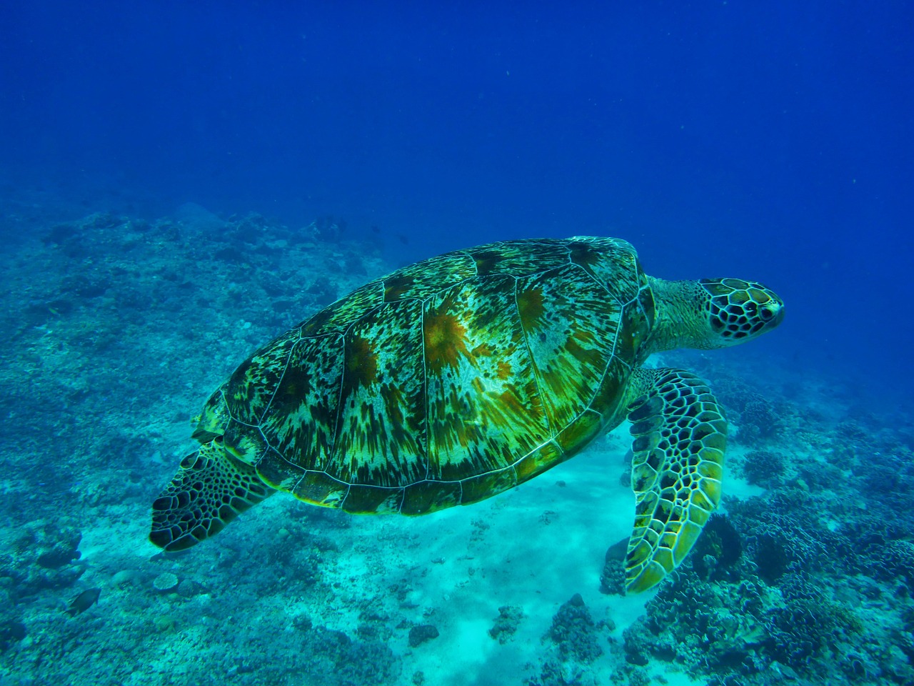 泰國(guó)虎魚(yú)圖片大全大圖（泰國(guó)虎魚(yú)圖片大全大圖簡(jiǎn)筆畫(huà)） 泰國(guó)虎魚(yú)（泰虎） 第2張