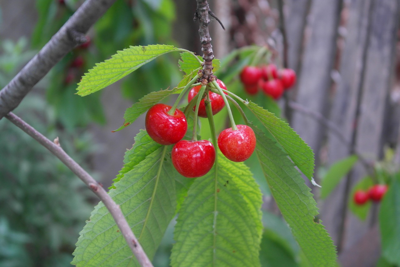 燕窩果種植技術(shù)(燕窩果種植技術(shù)和管理) 馬來西亞燕窩 第3張