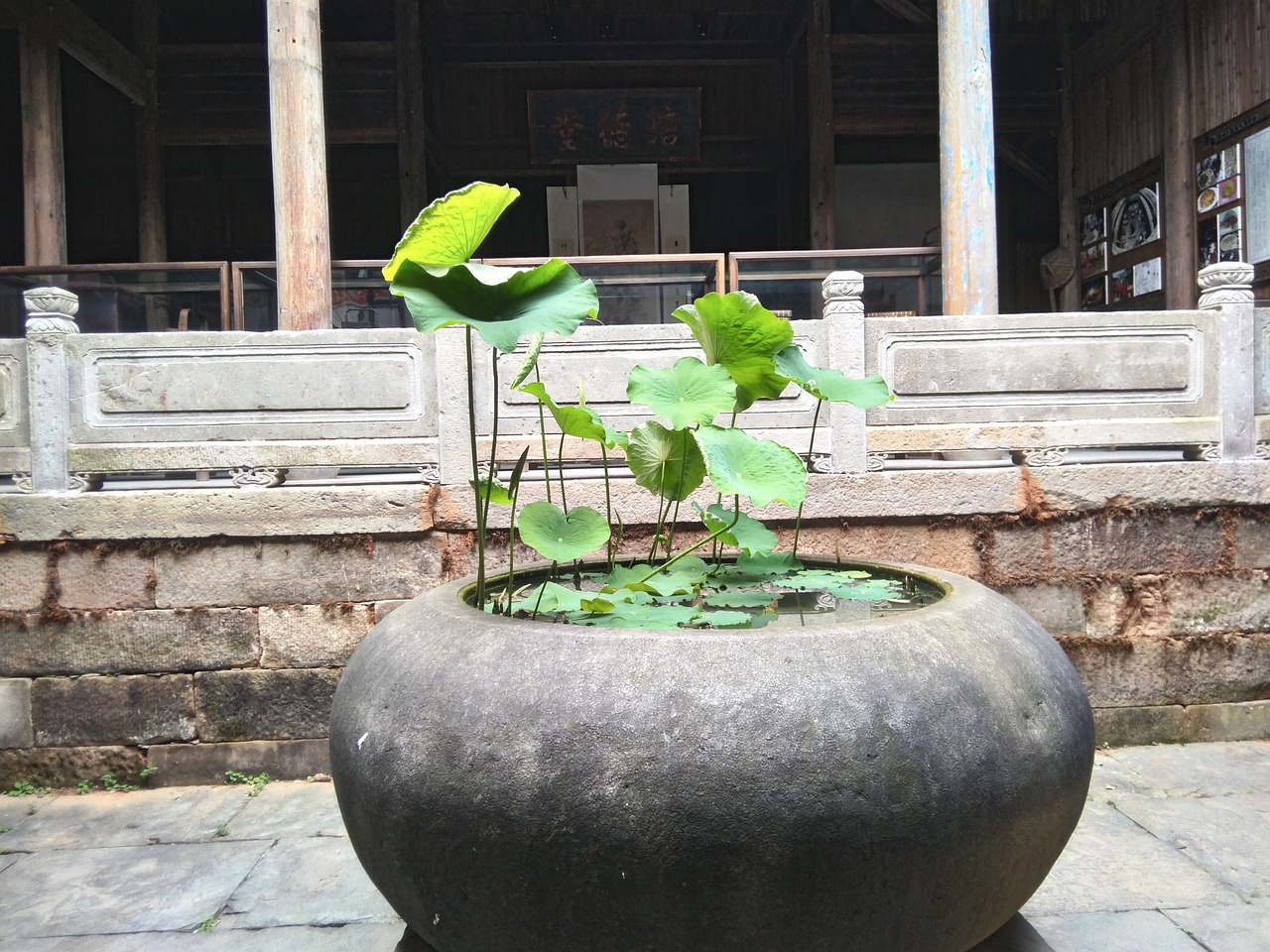 魚缸長青苔的好處與壞處(魚缸長青苔的好處與壞處圖片) 養(yǎng)魚的好處 第1張