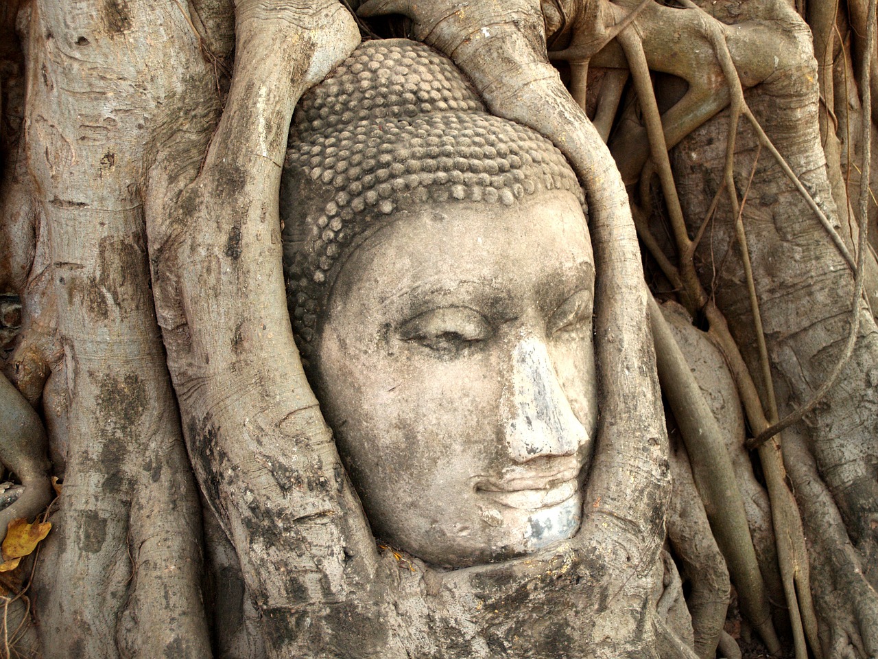 帝王泰金羅漢魚(yú)（帝王泰金羅漢魚(yú)圖片） 泰國(guó)虎魚(yú)（泰虎） 第1張