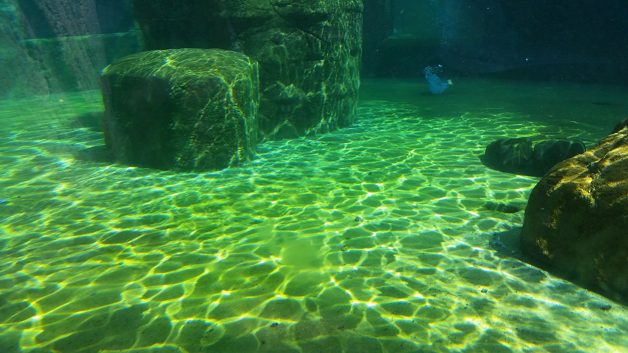 安慶水族館，安慶水族館有水母賣嗎