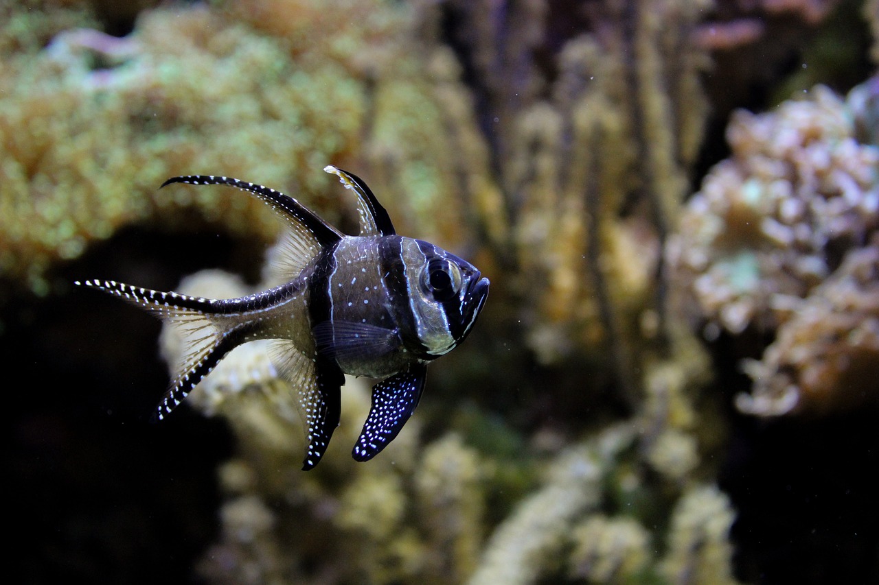 安慶水族館，安慶水族館有水母賣嗎 觀賞魚(yú)市場(chǎng) 第3張