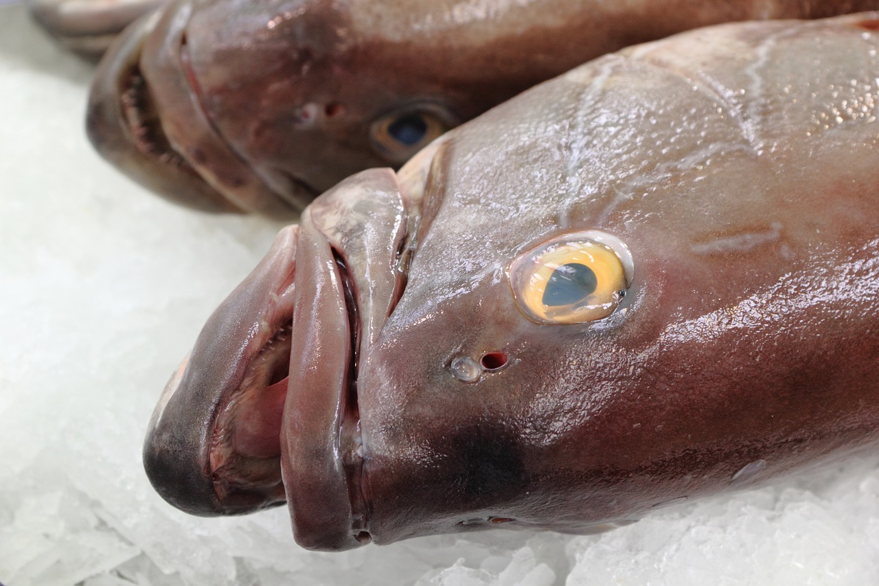 恐龍魚能不能吃烏龜飼料呢（恐龍魚吃同類嗎） 烏龜 第2張