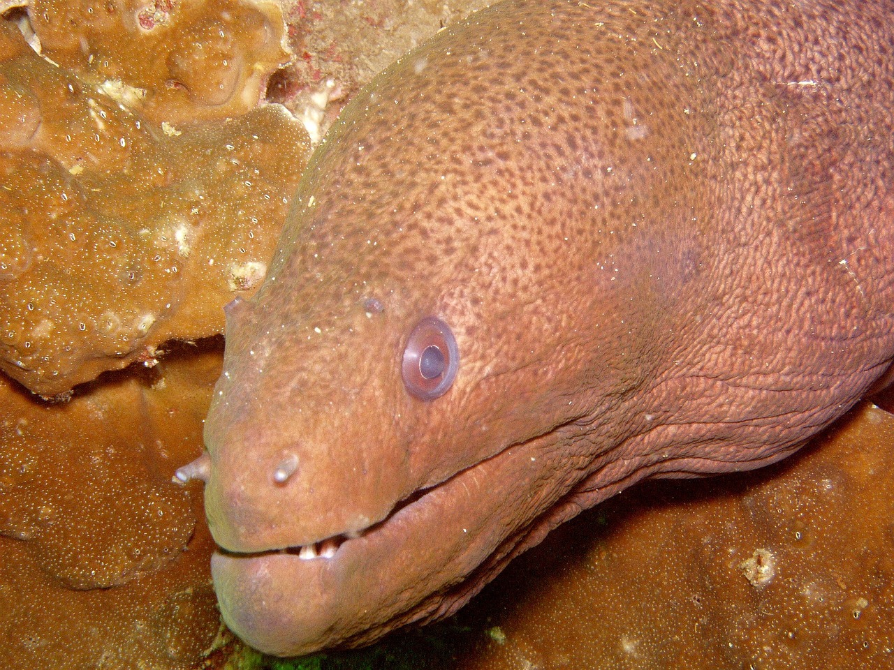 老板泰虎魚一條多少錢（老版泰國虎魚） 泰國虎魚（泰虎） 第2張